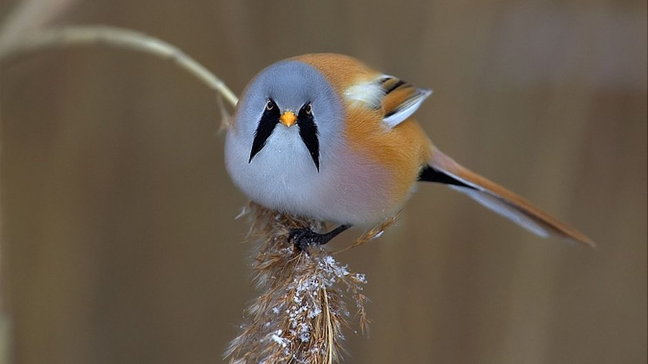 Синяя птица