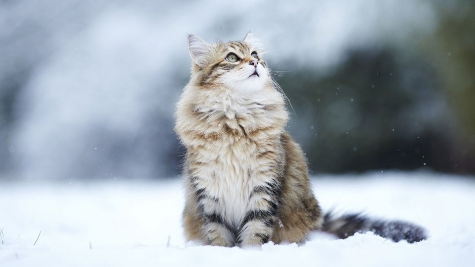 Милые зимние коты