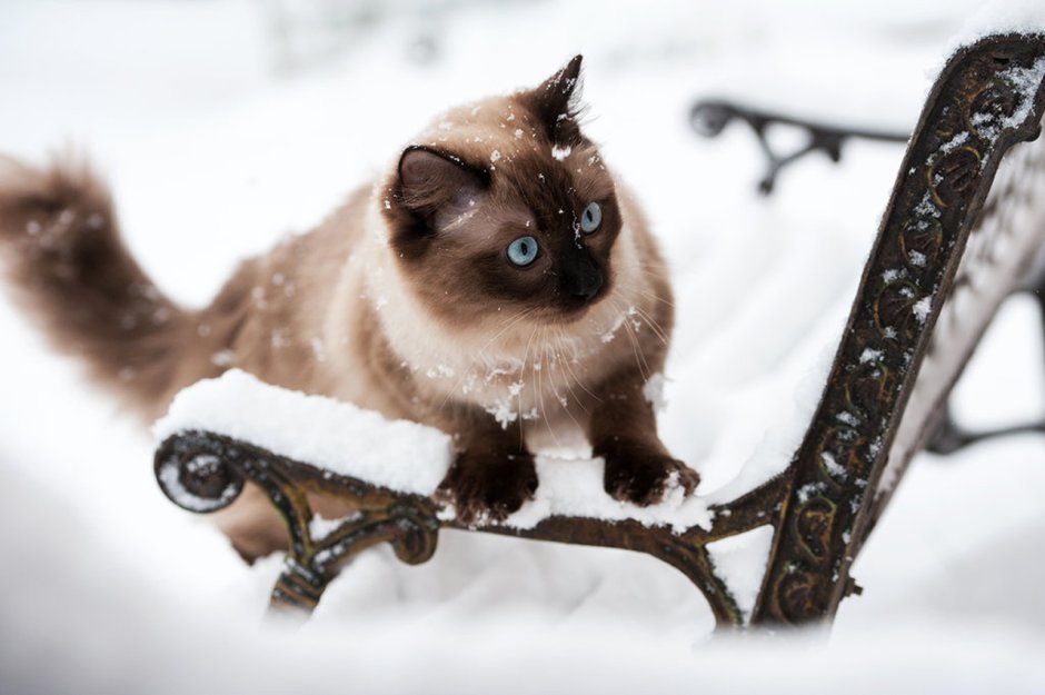 Зимние котики