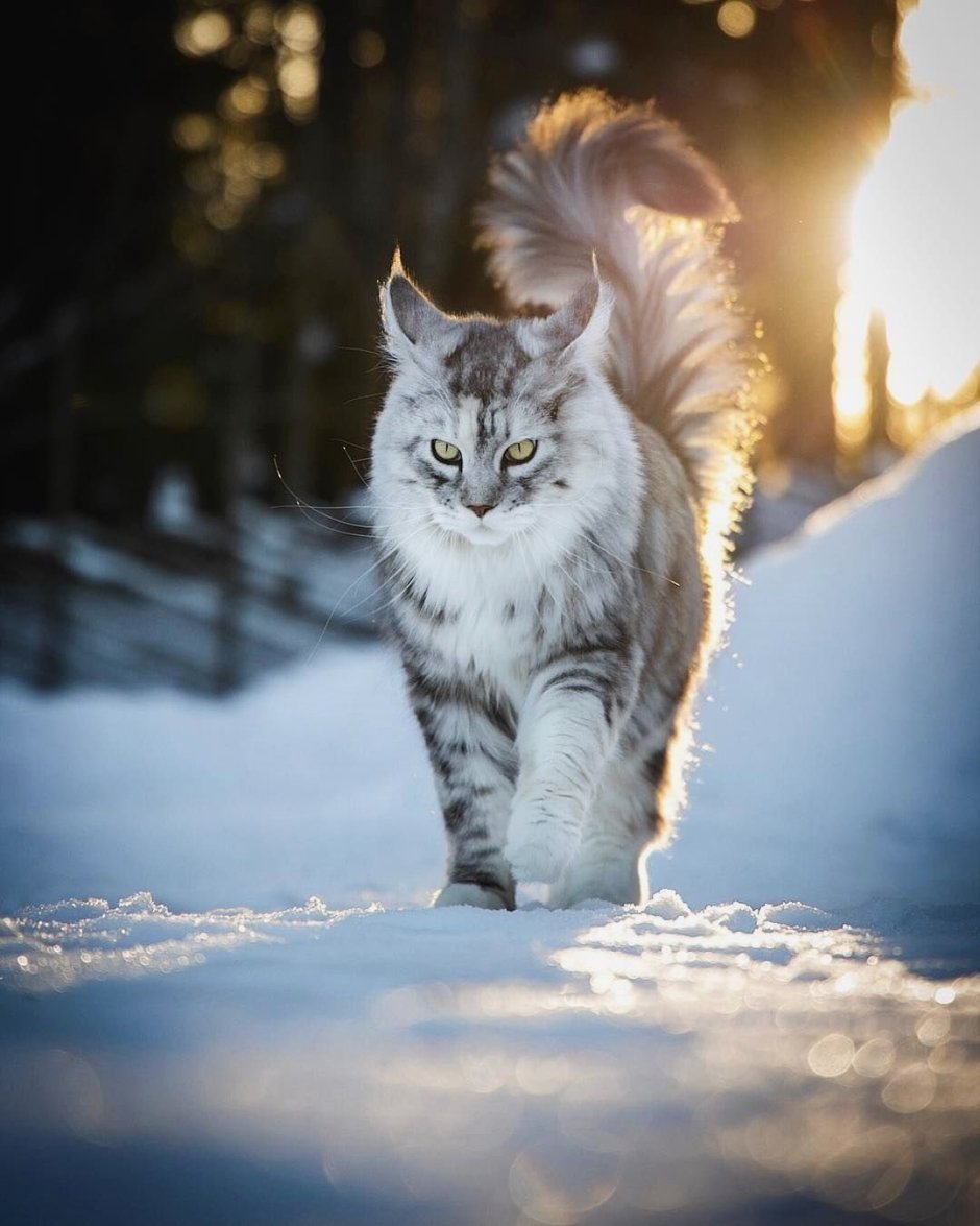 Кошка Снежка