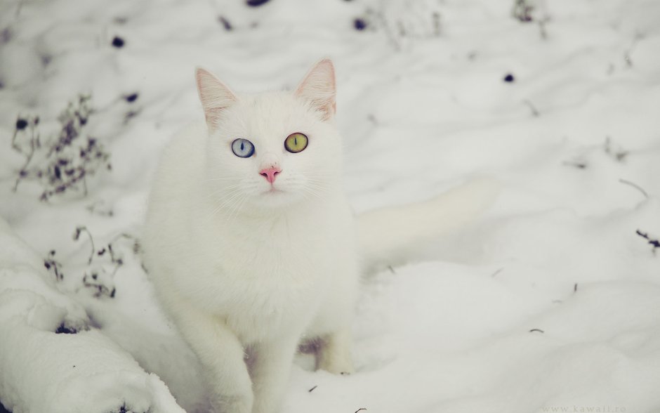 Кошка и собака зимой