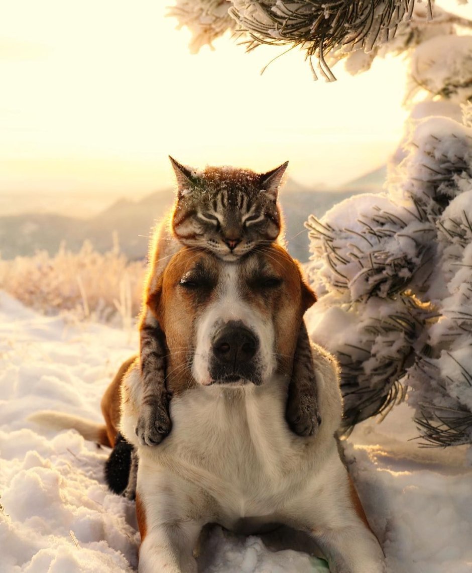Дикие кошки зимой