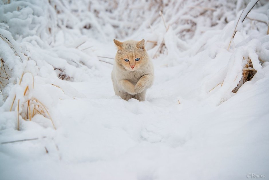 Маленький котик зимой