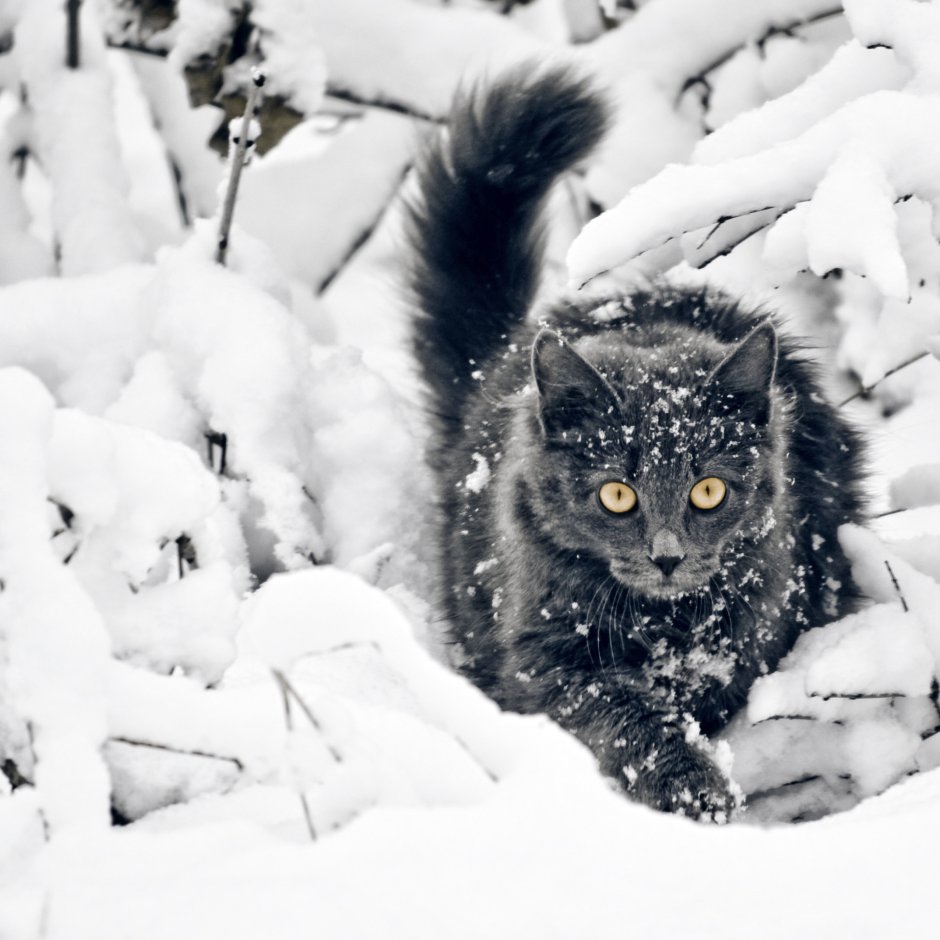 Кот стоящий в снегу