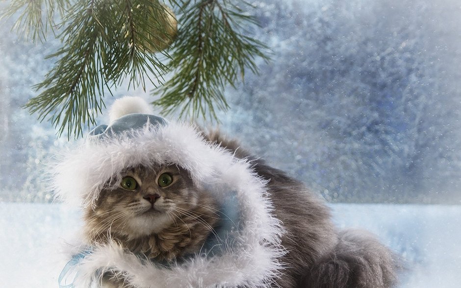 Замерзшие коты