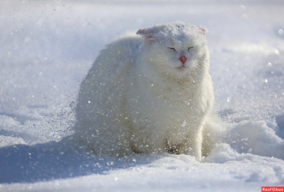 Коты зимой