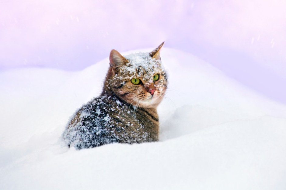 Кот зимой