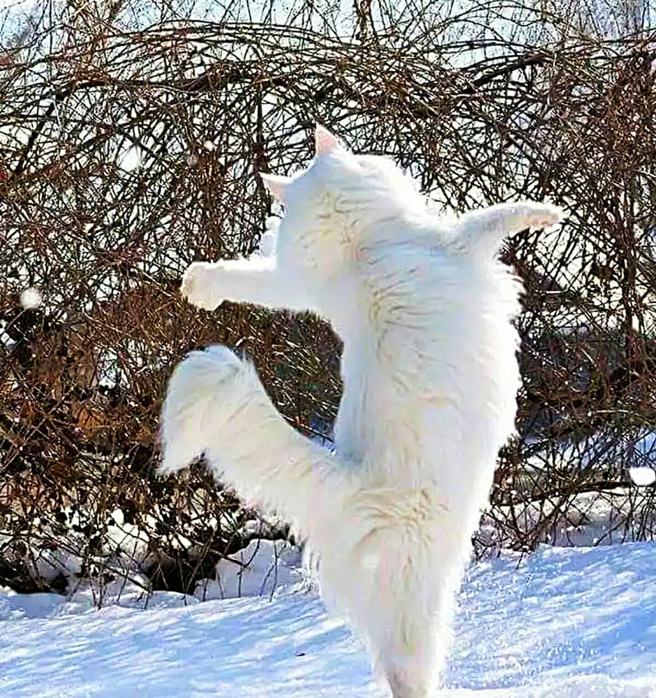 Уютного зимнего дня