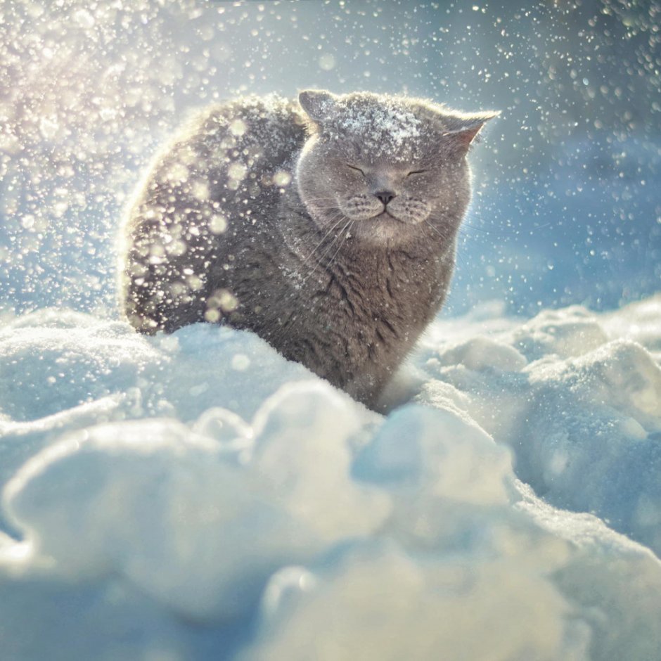 Кот зимой