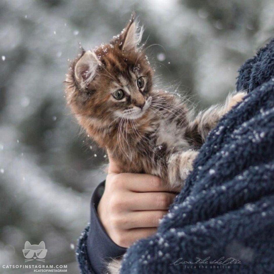 Котенок в снегу