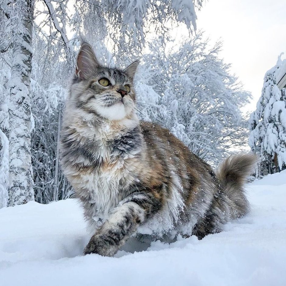 Кот в снегу