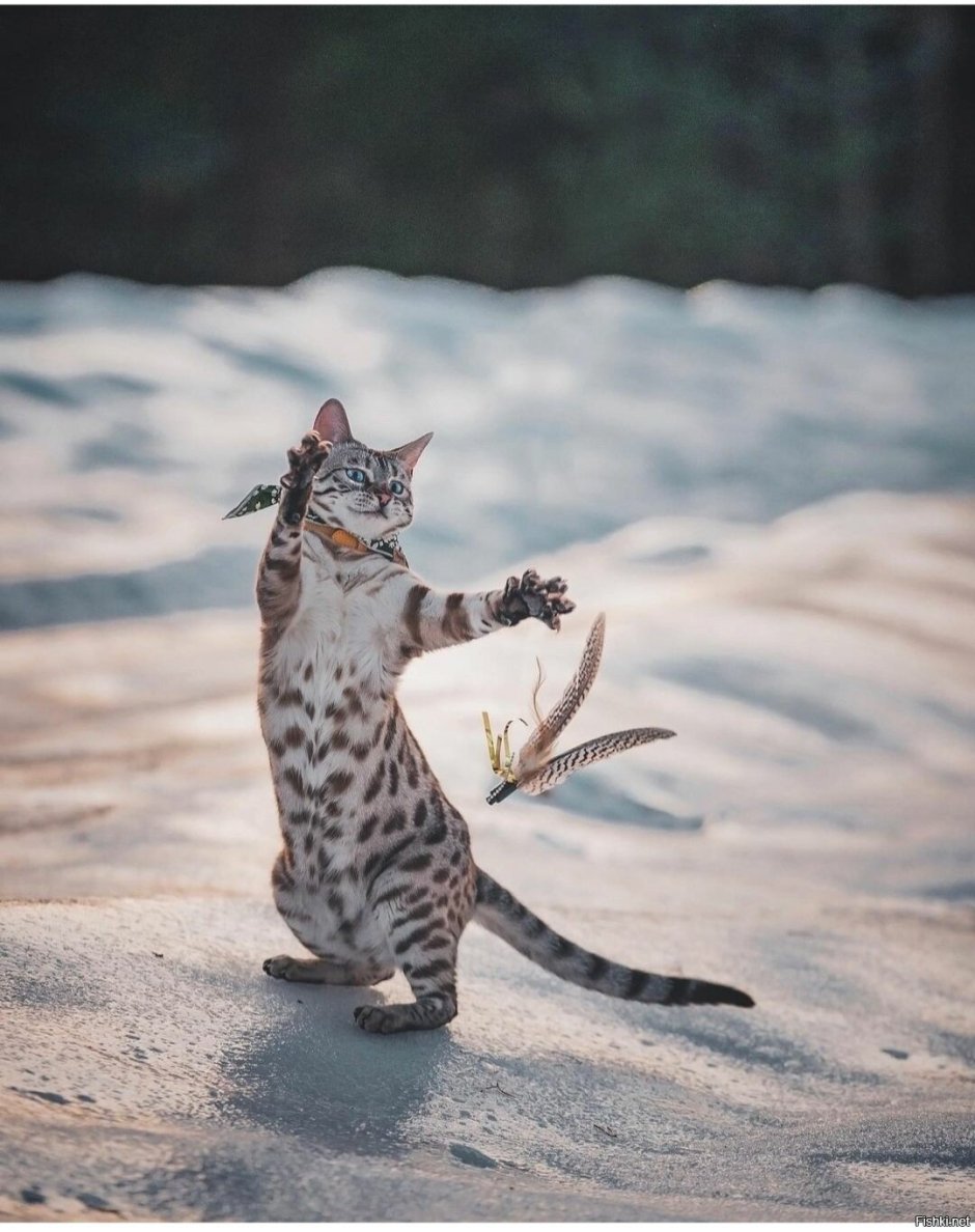 Кот зима