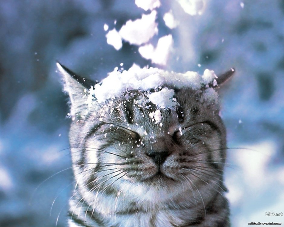 Новогодний кот