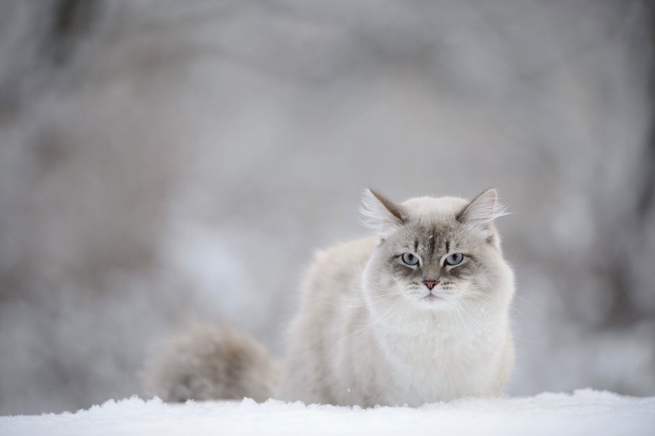 Сибирская кошка зима