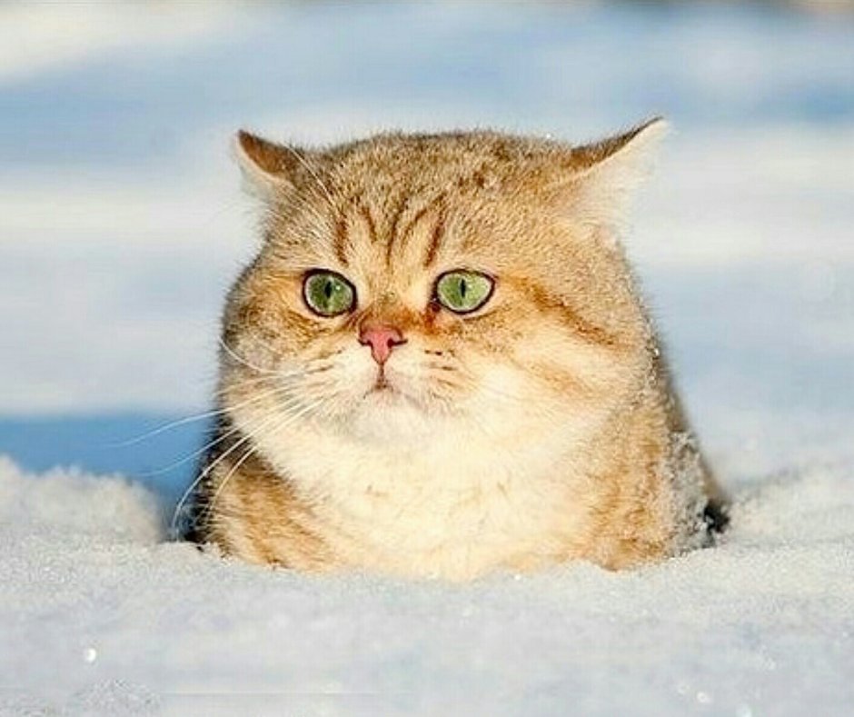Зимние коты