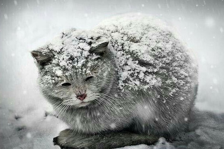 Животные в снегу