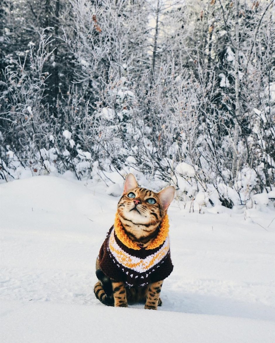 Кот в снегу