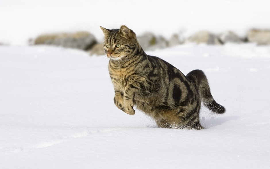 Кот снежок Мейн кун