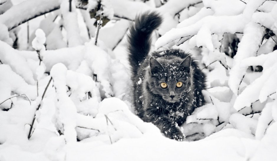 Собака и кот в снегу