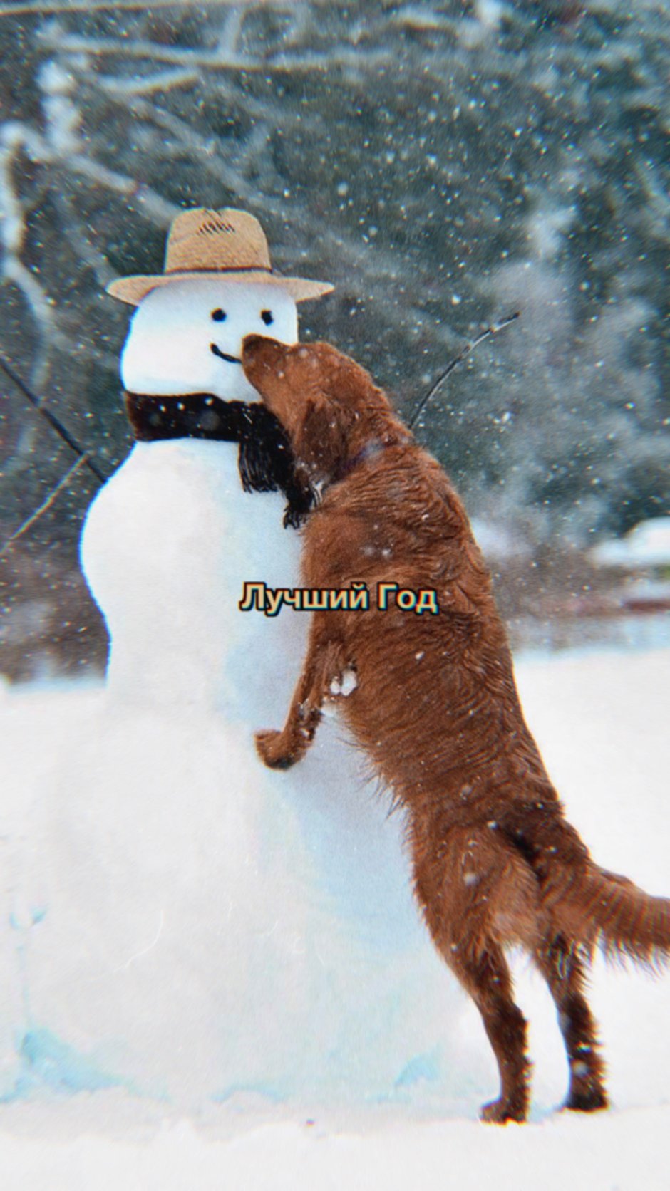 Котики в зимних нарядах