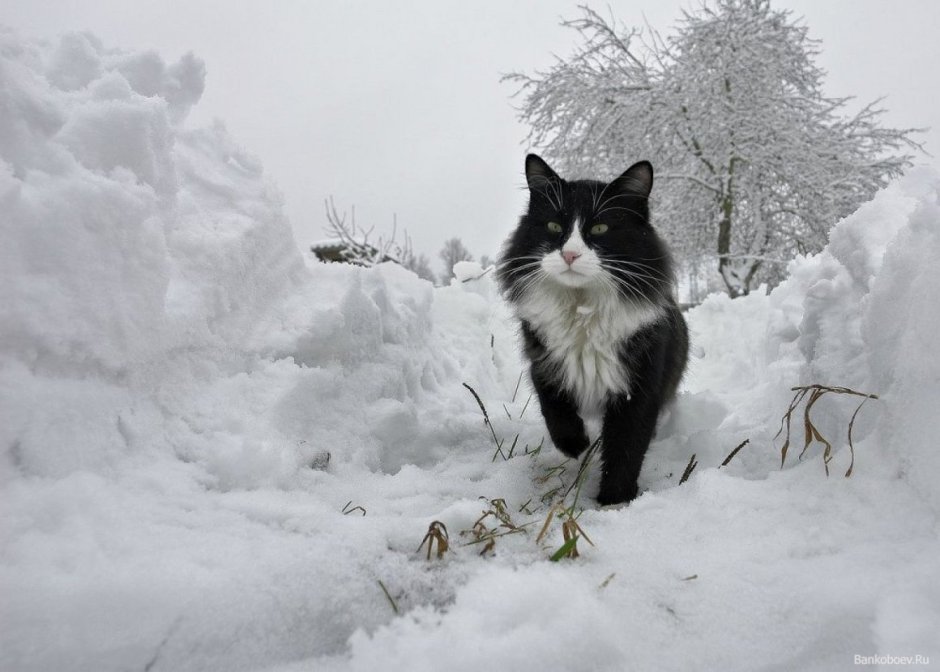 Котенок в снегу