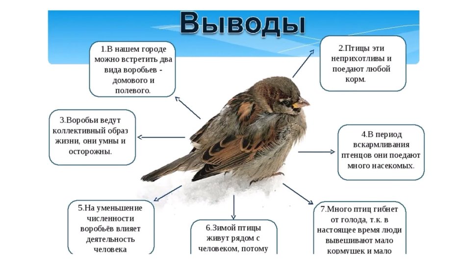 Воробей описание птицы