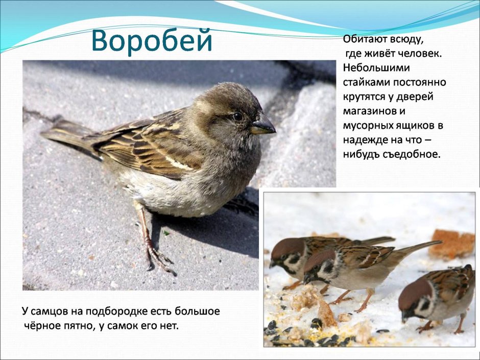 Описание воробья