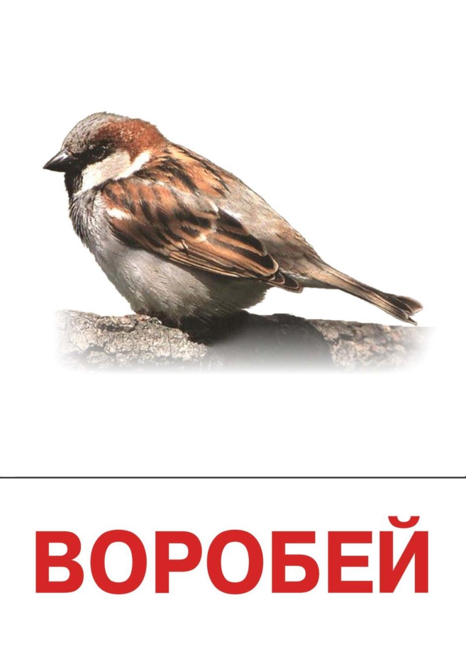 Воробей карточка для детей