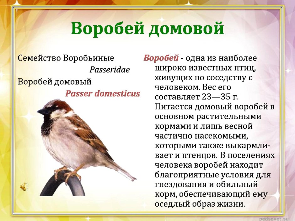 Описание воробья
