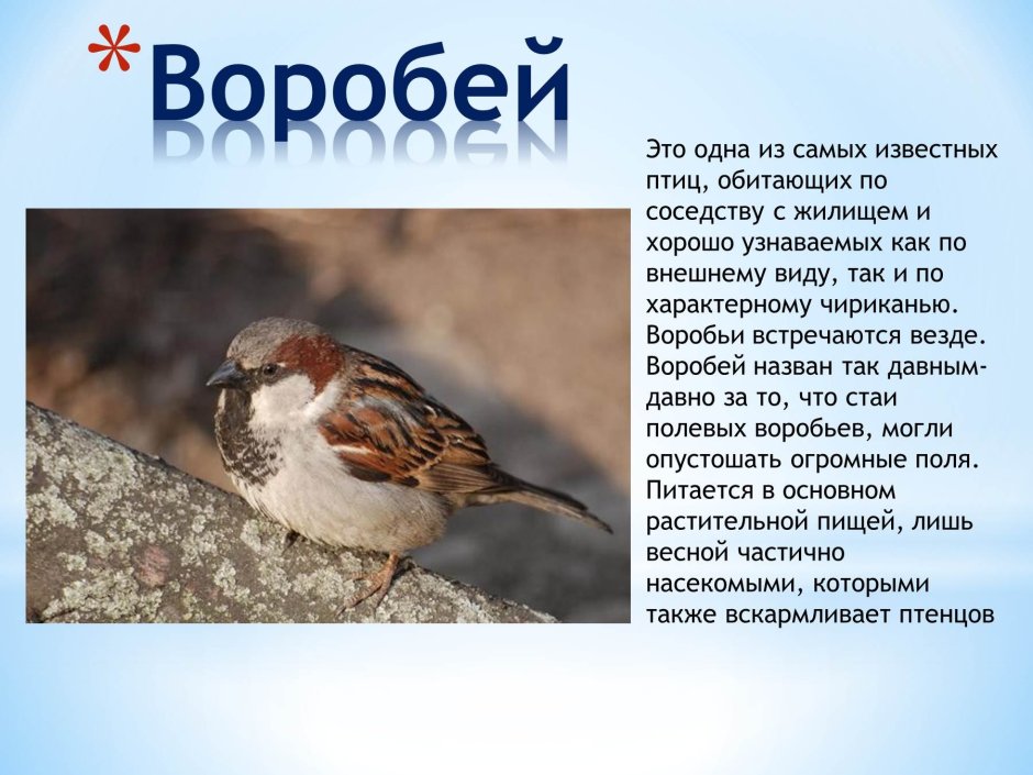 Описание воробья