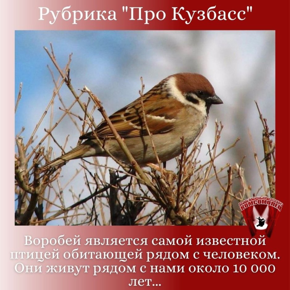 Воробей птица Кузбасса