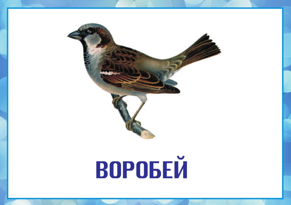 Зимующие птицы