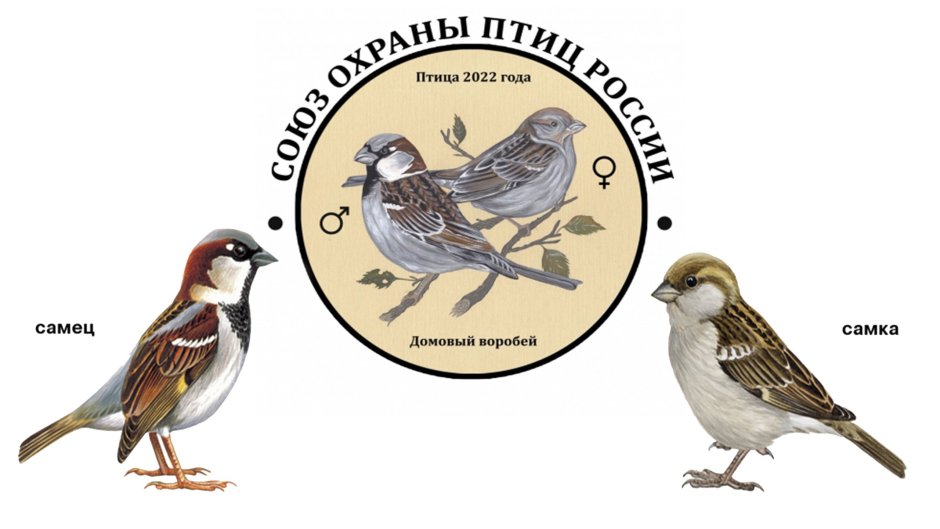 Домовый Воробей птица года 2022