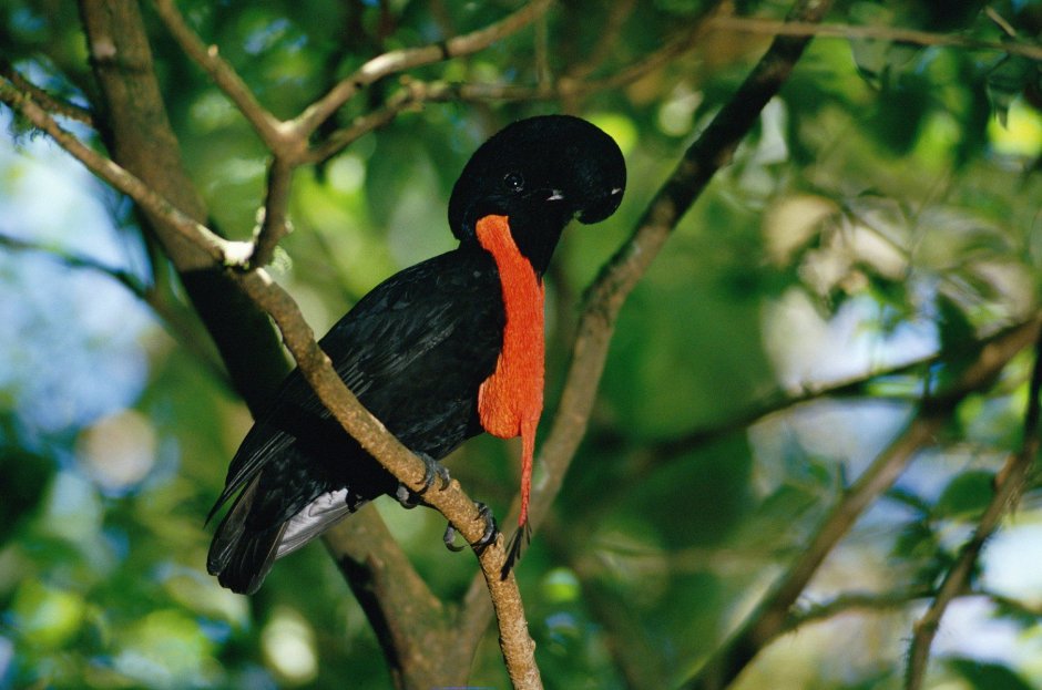 Cephalopterus ornatus