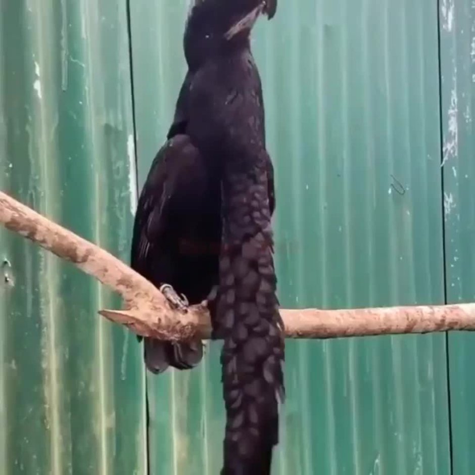 Длиннохвостый Ткач птица