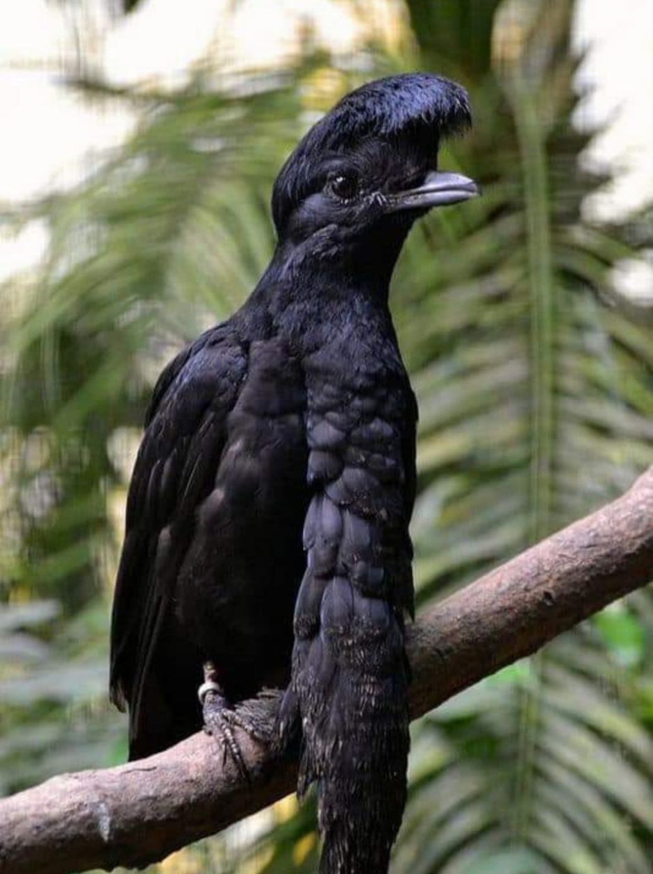 Эквадорская зонтичная птица (Cephalopterus penduliger)
