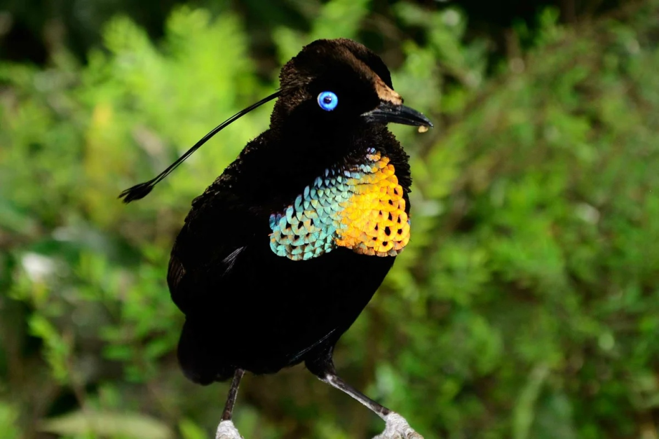 Ptiloris victoriae