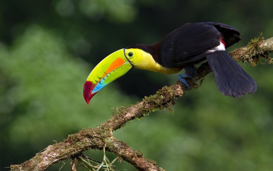 Rhinoceros Hornbill