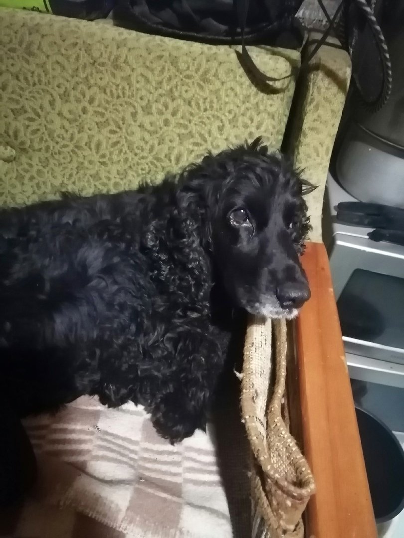 Итальянский мастиф Кане-Корсо