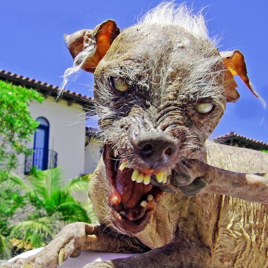 Американский стаффордширский терьер черный