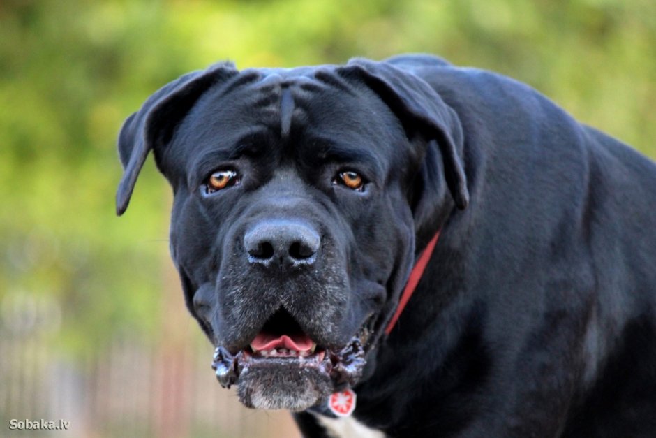 Хаунд гигантский Баскервилей