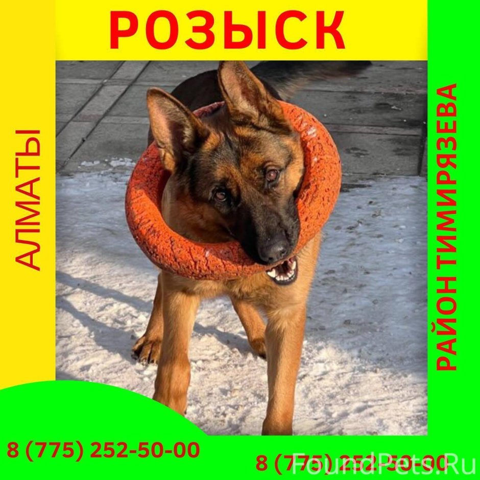 Хаунд собака Баскервилей