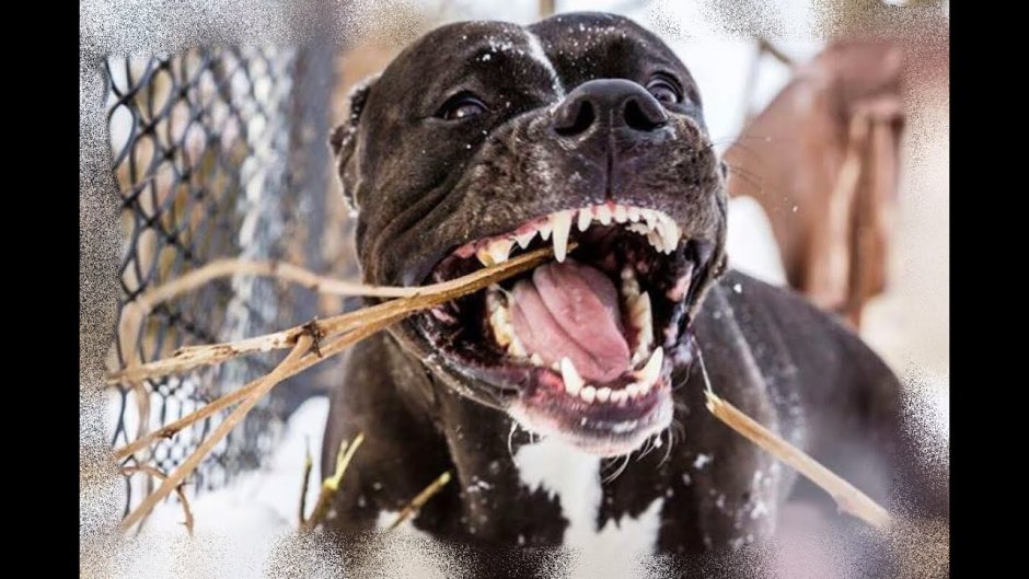 Стаффордширский терьер оскал