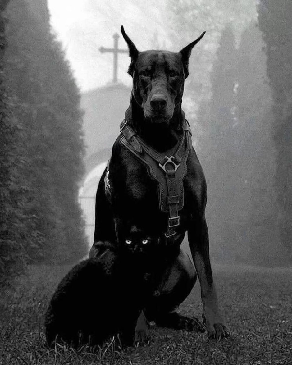 Собака Баскервиль Шерлок Холмс