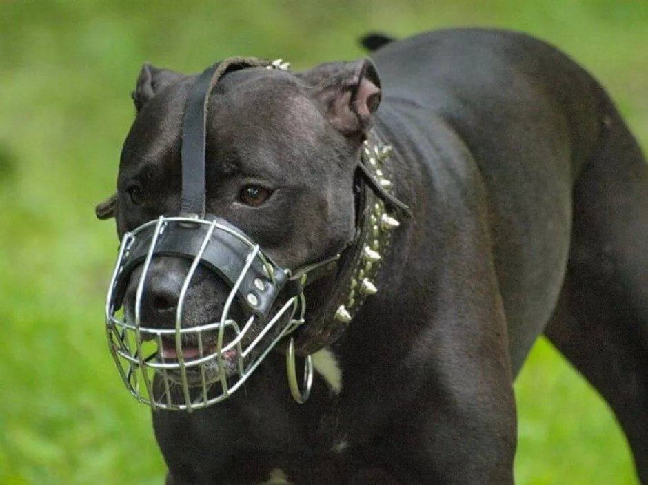 Хаунд собака Баскервилей