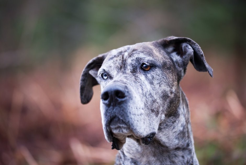 Датский дог Зевс