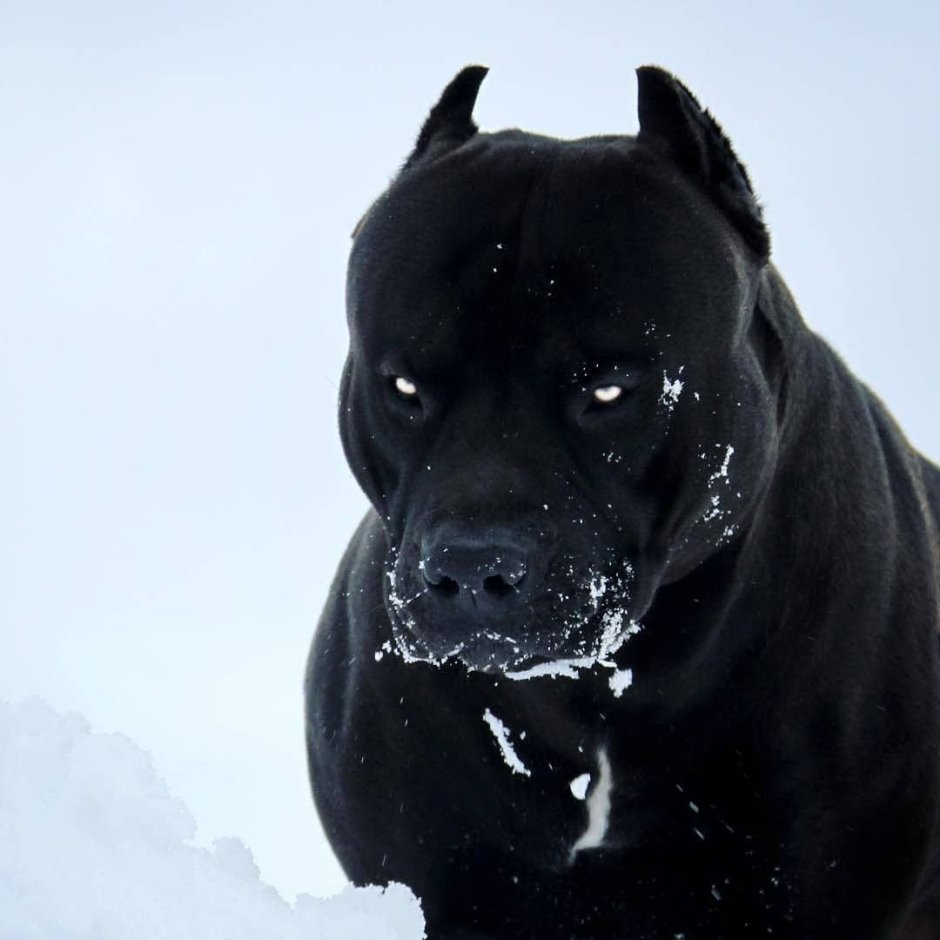 Немецкий дог Зевс рост