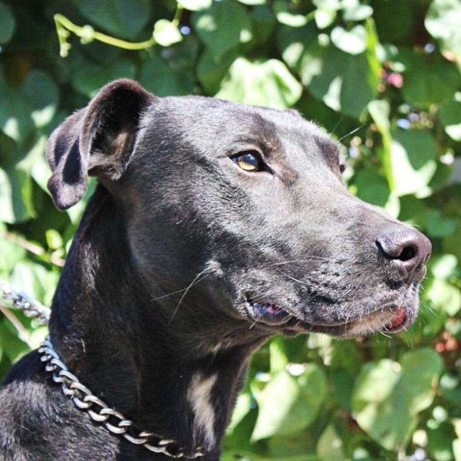 Баскервилей порода