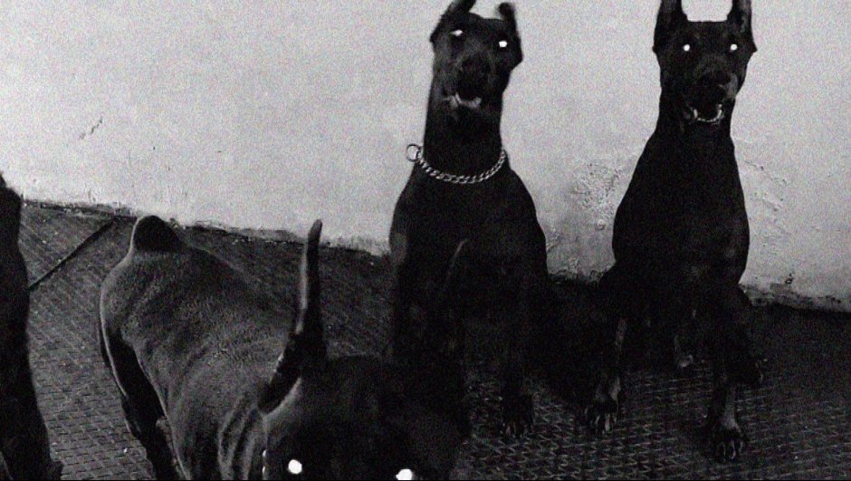 Доберман в страшном наморднике