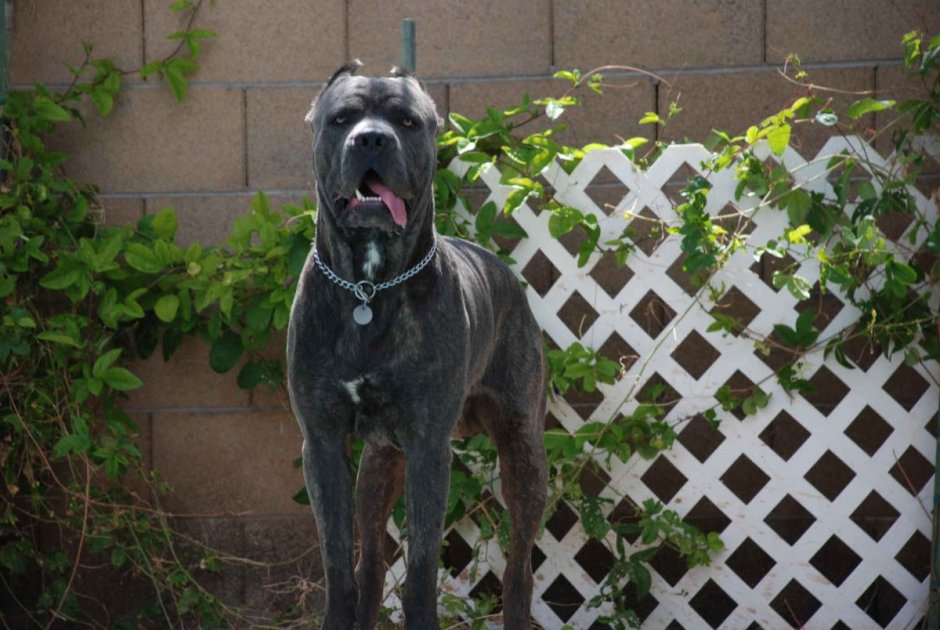 Собака Баскервилей порода